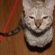 Cornish Rex DK Felis-Schwencke Daisy