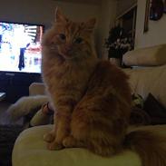 Blanding af racer Simba