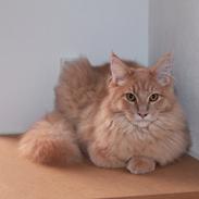 Maine Coon Tofee