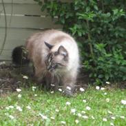 Blanding af racer Mille