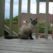 Blanding af racer Mille