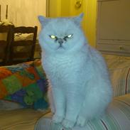 Exotic Vinzent Von Gørtz