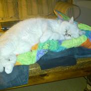 Exotic Vinzent Von Gørtz