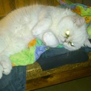 Exotic Vinzent Von Gørtz