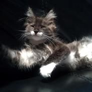 Maine Coon Alf