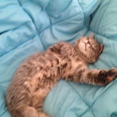 Blanding af racer Tia