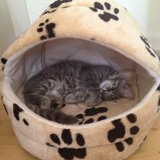 Blanding af racer Tia