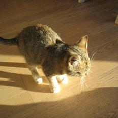 Blanding af racer Piobarm