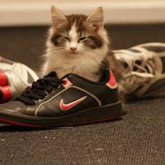 Blanding af racer Brutalis