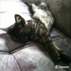 Blanding af racer Smokie