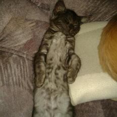 Blanding af racer Smokie