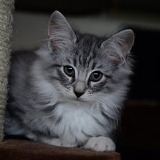 Norsk Skovkat DK Zalethco´s Xavi