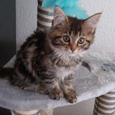 Maine Coon Trille