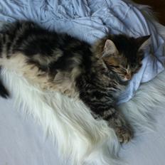 Maine Coon Trille