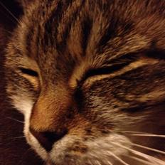 Huskat Smiley (Himmelkat)