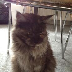 Maine Coon Harndahls Billie Jean