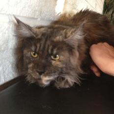 Maine Coon Harndahls Billie Jean