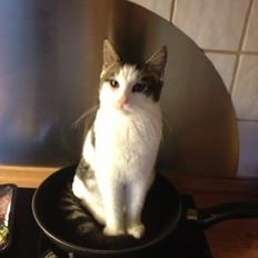 Blanding af racer Sofus