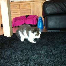 Blanding af racer Sofus