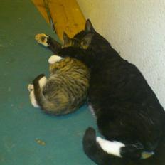 Blanding af racer Buller