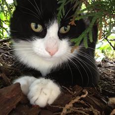 Huskat Tippi Von Søholm