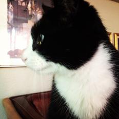 Huskat Tippi Von Søholm