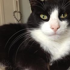 Huskat Tippi Von Søholm