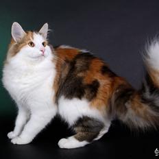 Norsk Skovkat Dk Europas Dukke Telma