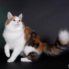 Norsk Skovkat Dk Europas Dukke Telma