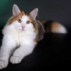 Norsk Skovkat Dk Europas Dukke Telma