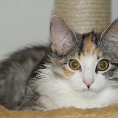 Norsk Skovkat Dk Skylight Alea