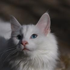 Norsk Skovkat DK Minorlynx's Hailey (Missebarnet)