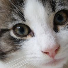 Blanding af racer Brutalis