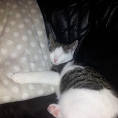 Blanding af racer Emil