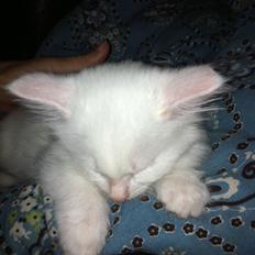 Blanding af racer Angel