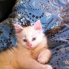 Blanding af racer Angel