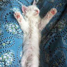 Blanding af racer Angel