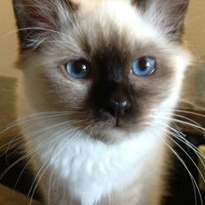 Hellig Birma DK FamilienGabel's Cecil