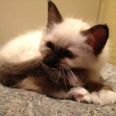 Hellig Birma DK FamilienGabel's Cecil