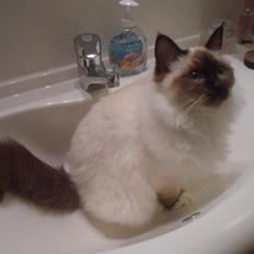 Hellig Birma DK FamilienGabel's Cecil