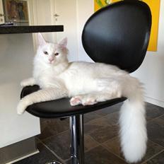 Blanding af racer Neelix