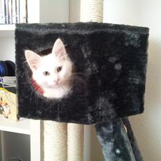 Blanding af racer Neelix