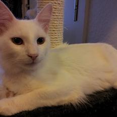 Blanding af racer Neelix