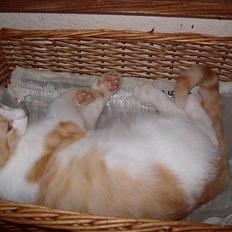 Huskat Mikkel ( Mille )