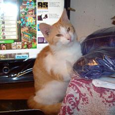 Huskat Mikkel ( Mille )