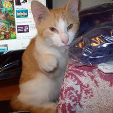 Huskat Mikkel ( Mille )