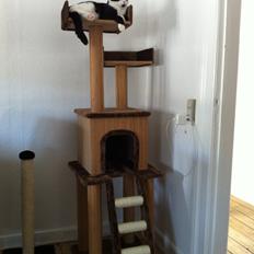 Blanding af racer Neo (himmelkat)