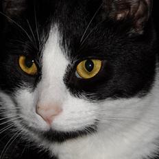 Blanding af racer Neo (himmelkat)