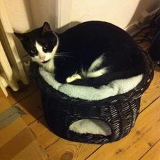 Blanding af racer Neo (himmelkat)