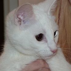 Blanding af racer Candy